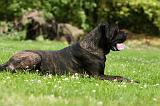 CANE CORSO 914